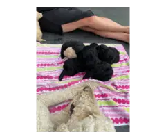 AKC Standard poodle puppies for sale - 2