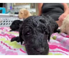 AKC Standard poodle puppies for sale - 4