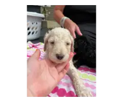 AKC Standard poodle puppies for sale - 5