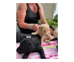 AKC Standard poodle puppies for sale - 6
