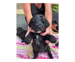 AKC Standard poodle puppies for sale - 7