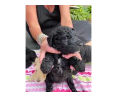 AKC Standard poodle puppies for sale - 8