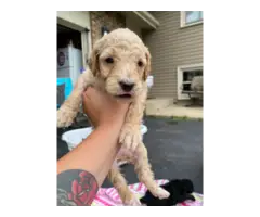 AKC Standard poodle puppies for sale - 9