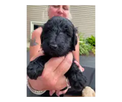 AKC Standard poodle puppies for sale - 10
