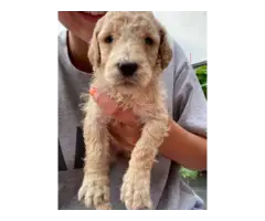 AKC Standard poodle puppies for sale - 11