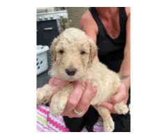 AKC Standard poodle puppies for sale - 12