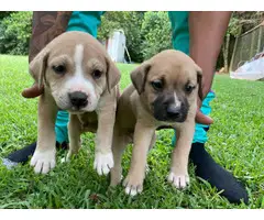 5 adorable male pitbull puppies for sale