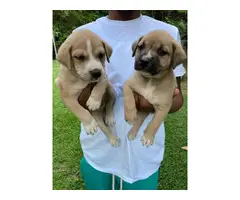 5 adorable male pitbull puppies for sale - 2
