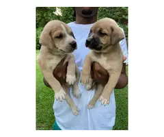 5 adorable male pitbull puppies for sale - 5