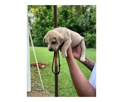 5 adorable male pitbull puppies for sale - 6