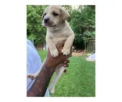 5 adorable male pitbull puppies for sale - 8