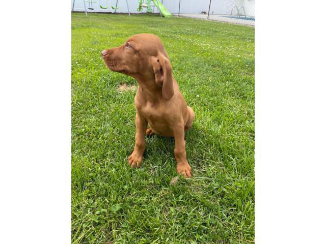 2 Vizsla puppies ready to go now in Camden, New Jersey