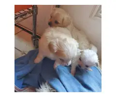 Tibetan Spaniel puppies ready for a good home