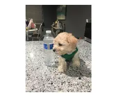 2 Maltipoo puppies looking for a new home