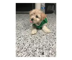 2 Maltipoo puppies looking for a new home - 2