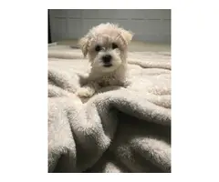 2 Maltipoo puppies looking for a new home - 3