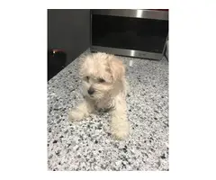 2 Maltipoo puppies looking for a new home - 4