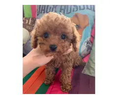 1 Male standard toy poodle