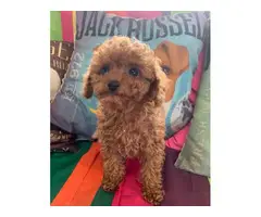 1 Male standard toy poodle - 2