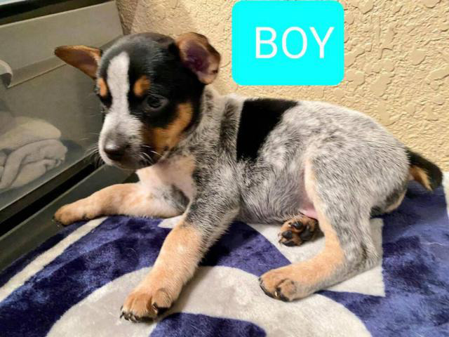 Purebred Australian blue heeler puppies San Antonio - Puppies for Sale