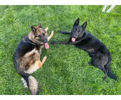 Male GSD puppy for sale
