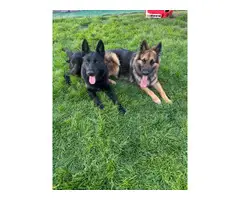 Male GSD puppy for sale - 2