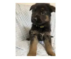 Male GSD puppy for sale - 3