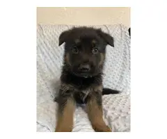 Male GSD puppy for sale - 4