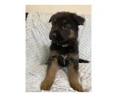 Male GSD puppy for sale - 5