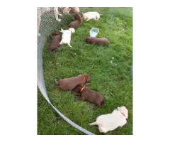 2 Chocolate 2 yellow Labrador puppies for sale