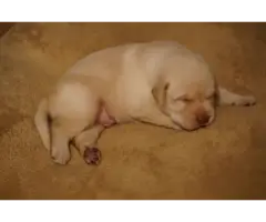 2 Chocolate 2 yellow Labrador puppies for sale - 4
