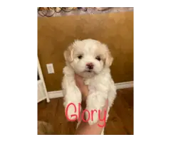 3 Morkie Puppies for Sale