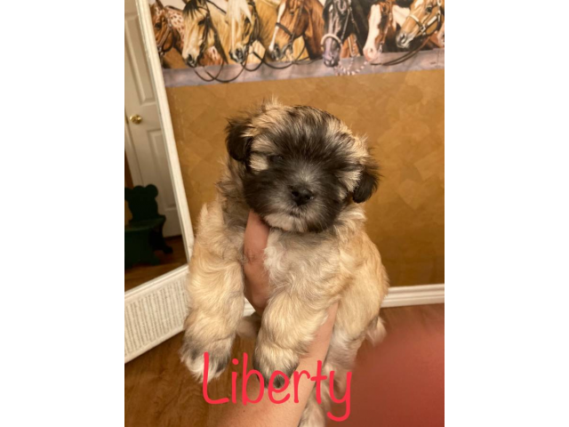 3 Morkie Puppies for Sale San Antonio - Puppies for Sale Near Me