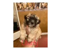3 Morkie Puppies for Sale - 2