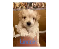3 Morkie Puppies for Sale - 4