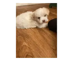 3 Morkie Puppies for Sale - 8