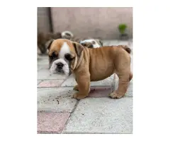 6 English bulldogs puppies for sale - 2
