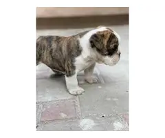 6 English bulldogs puppies for sale - 3