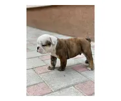 6 English bulldogs puppies for sale - 4