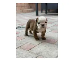 6 English bulldogs puppies for sale - 5