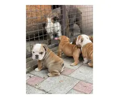 6 English bulldogs puppies for sale - 6