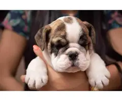 6 English bulldogs puppies for sale - 8