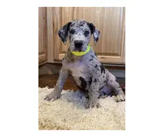 4 Great Dane Puppies For Adoption - 2