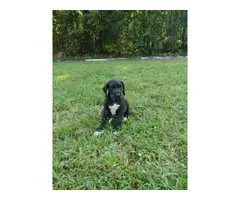 4 Great Dane Puppies For Adoption - 3