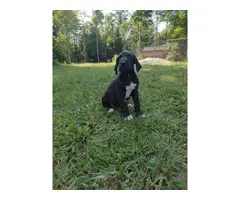 4 Great Dane Puppies For Adoption - 4