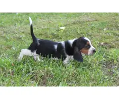 Akc 1 female and 1 male Basset hound puppies available now