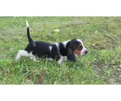 Akc 1 female and 1 male Basset hound puppies available now - 3