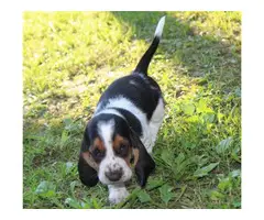 Akc 1 female and 1 male Basset hound puppies available now - 4
