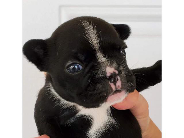 black-english-bulldog-sacramento-puppies-for-sale-near-me