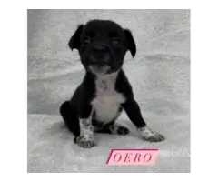 Cute chihuahua puppies in teacup size